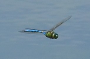 Anax imperator alla Piallassa Piomboni 3